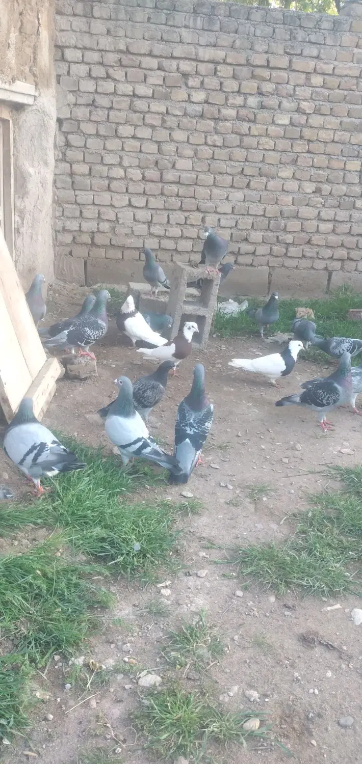 مسافتی|پرنده|باروق, |دیوار