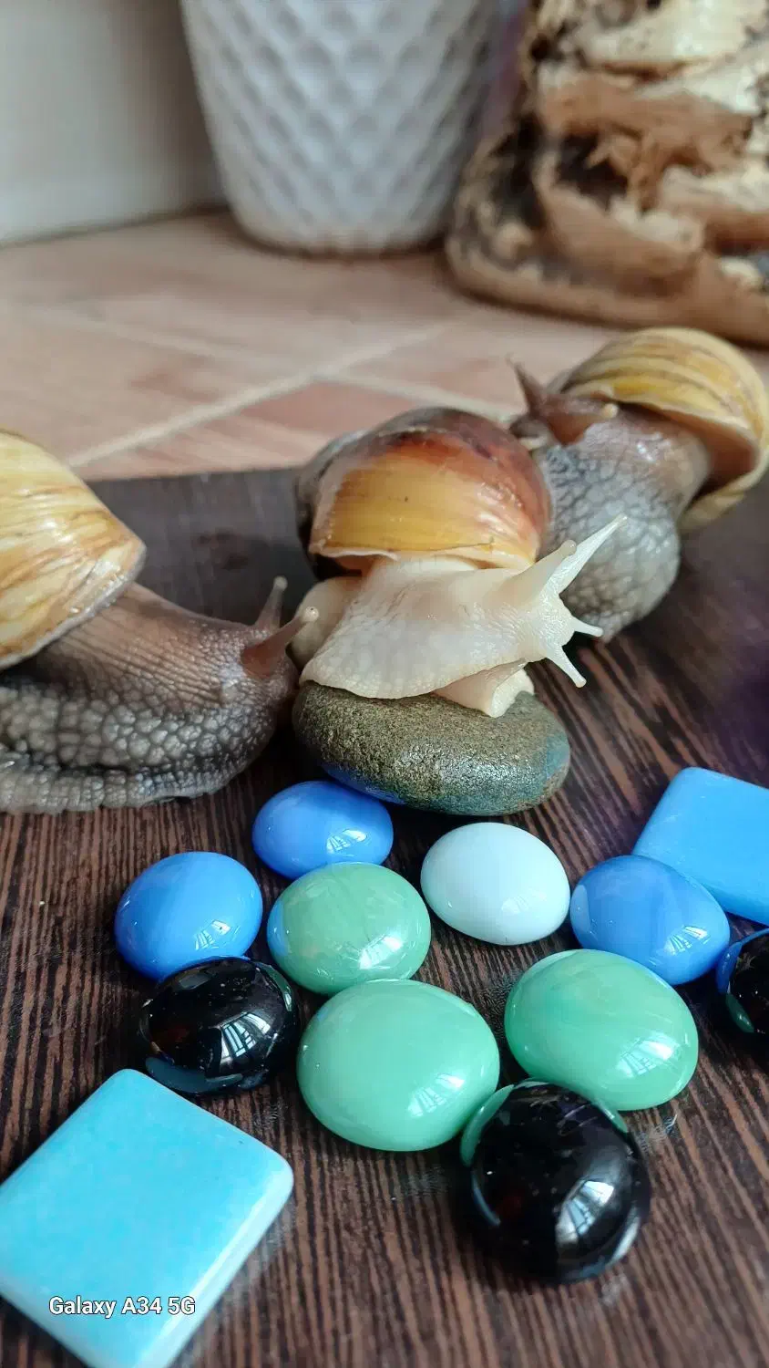 سلام فروش حلزون از۱ماه تامولد|خزنده|خرمآباد, |دیوار