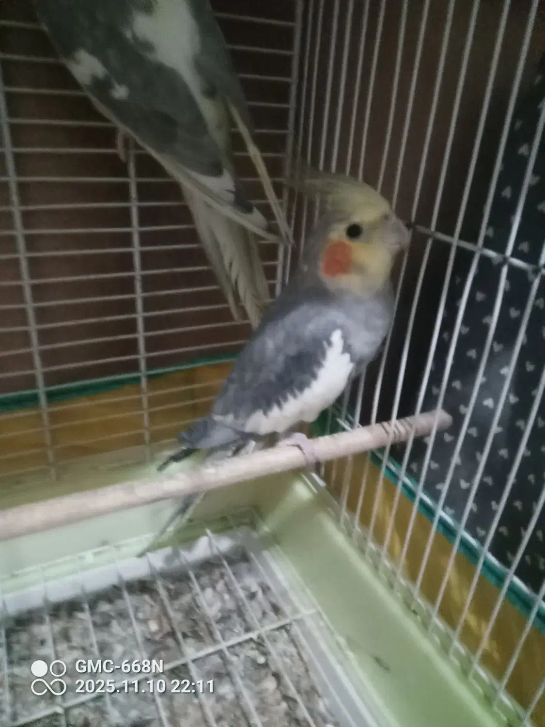 عروس هلندی|پرنده|سیاهکل, |دیوار