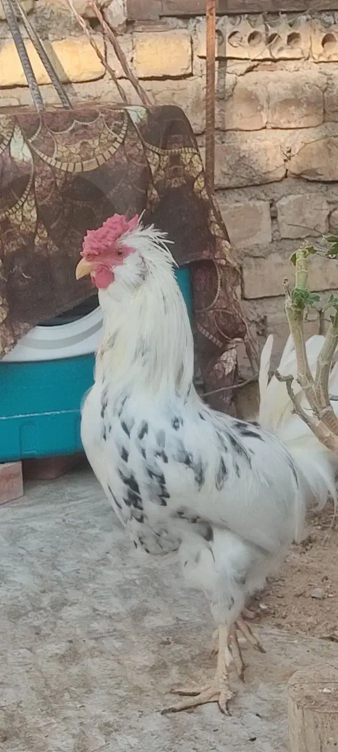 مرغ محلی و غاز|حیوانات مزرعه|مرودشت, شهرک بسیجیان|دیوار