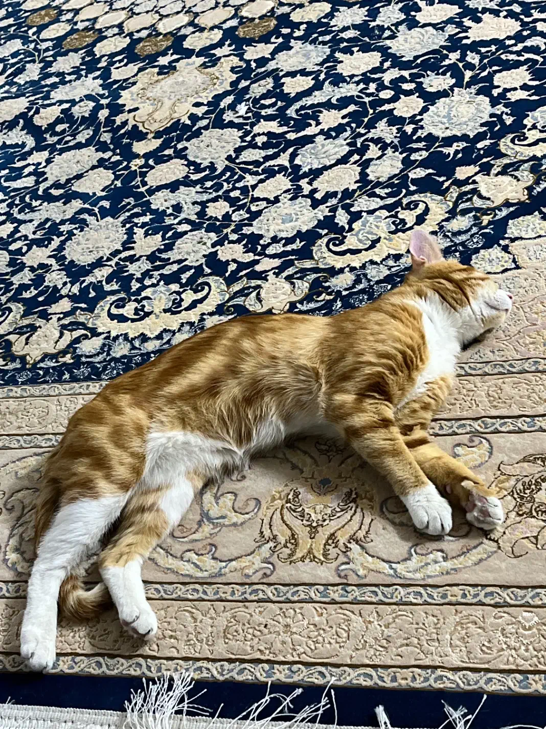 گربه نارنجی|حیوانات|قم, شاد قلی|دیوار