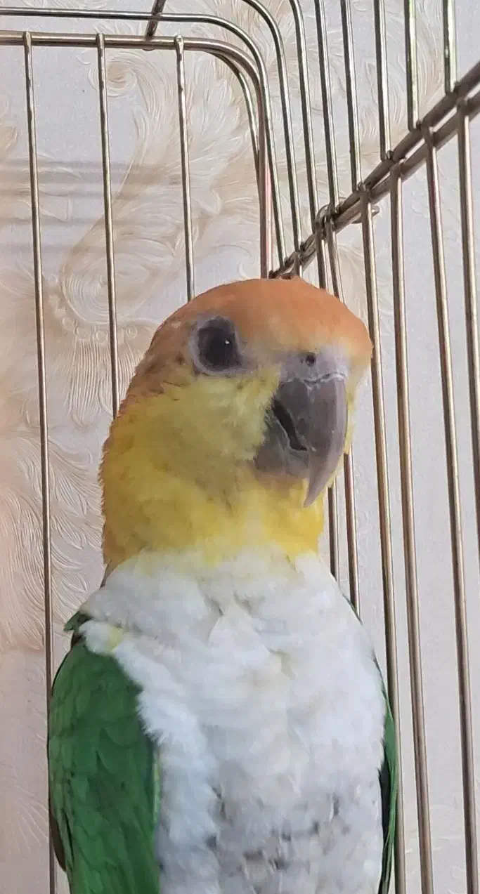 یک جفت کایک سر نارنجی|پرنده|مشهد, دانش|دیوار