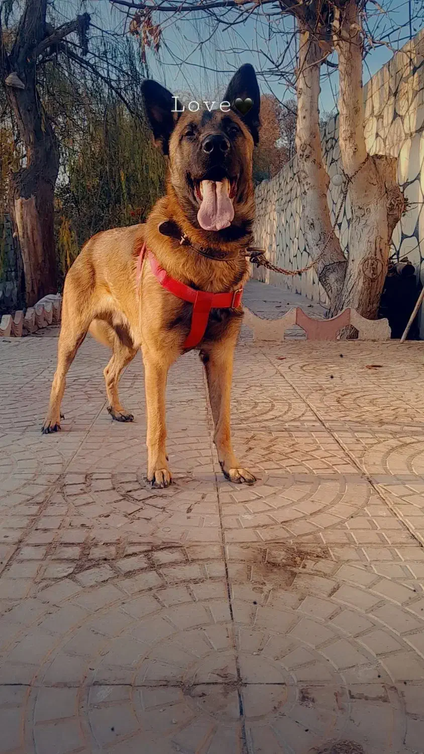 واگذاری مالینویز|سگ|شهریار, شهریار|دیوار