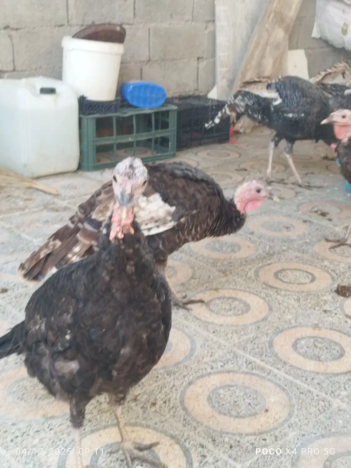 فروش بوقلمون|حیوانات مزرعه|بندر ماهشهر, |دیوار