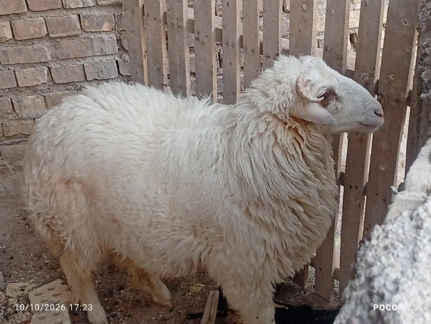 بره|حیوانات مزرعه|اهواز, گلدشت|دیوار