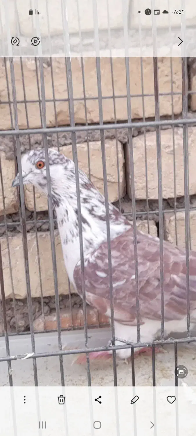 کبوتر|پرنده|اصفهان, سرتاوه|دیوار