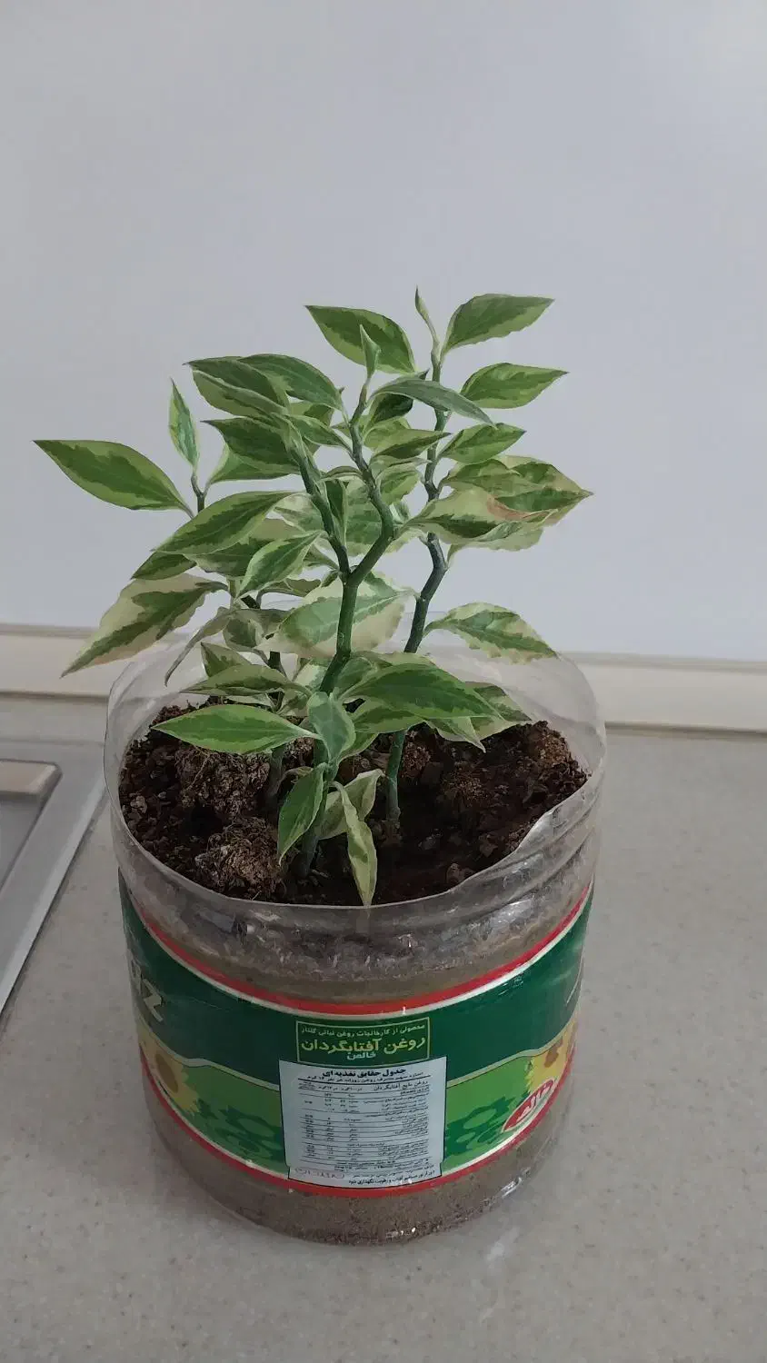 گل عطر شاه هویا سرسبز ریشه دار|گل و گیاه طبیعی|ارومیه, |دیوار