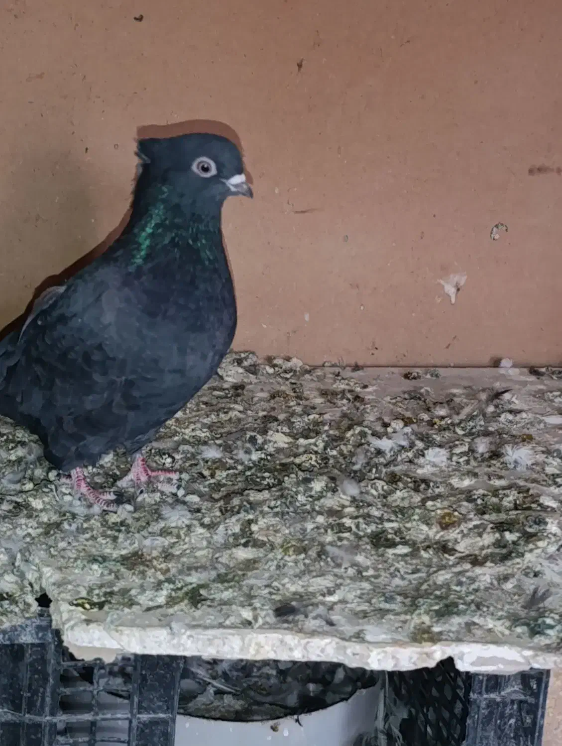 کبوتر زاغ|پرنده|قم, الغدیر|دیوار