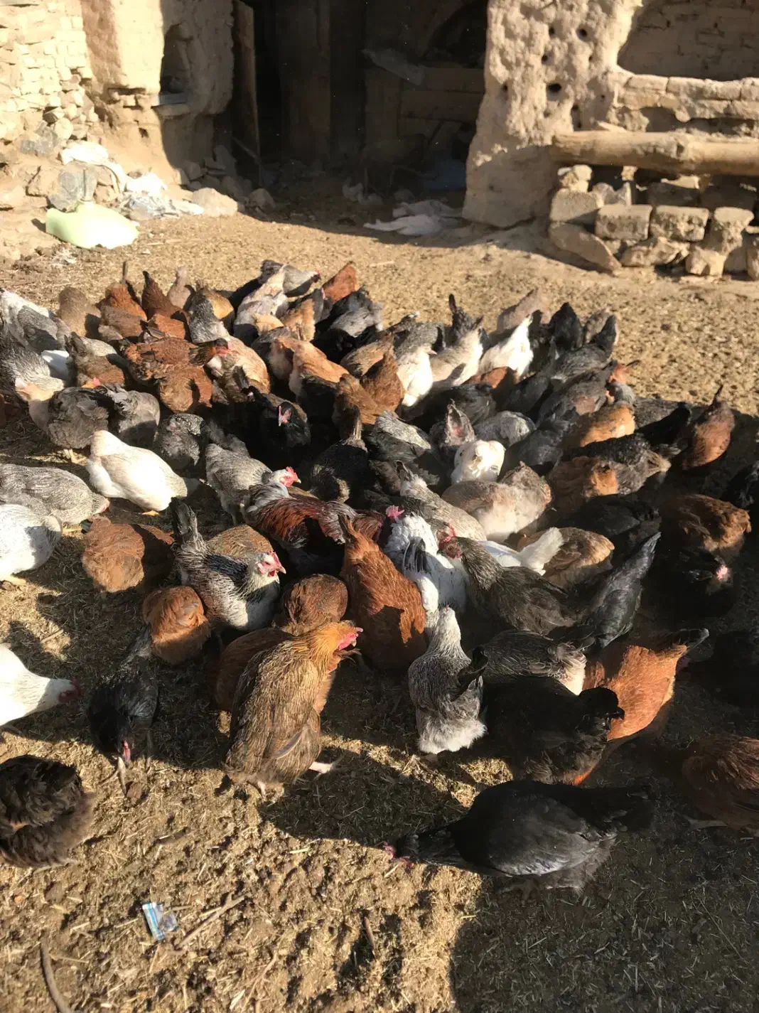 مرغ بومی|حیوانات مزرعه|خوانسار, |دیوار