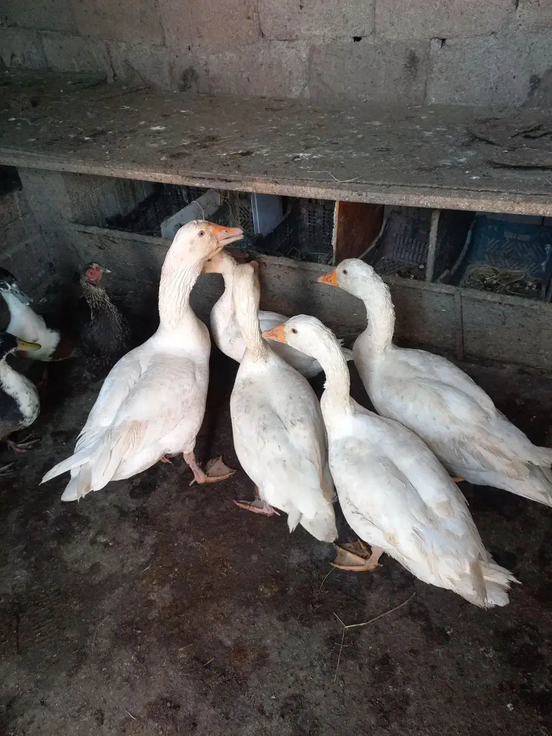 غاز|حیوانات مزرعه|رشت, حومه رشت|دیوار