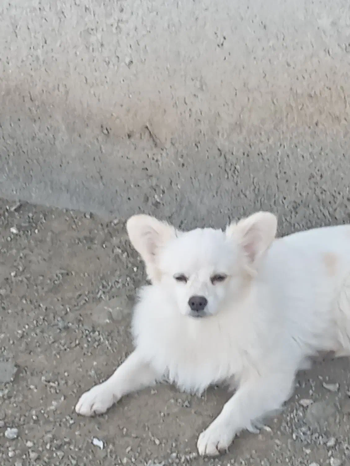 فروش فوری|سگ|رودان, |دیوار