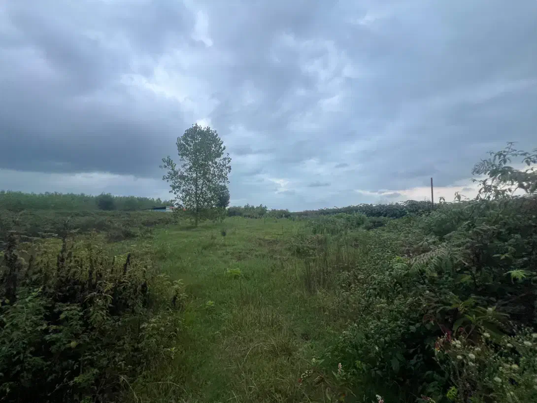 زمین تجاری مسکونی فروشی ۶هکتارمنطقه ازاد انزلی|فروش دفتر صنعتی، کشاورزی، تجاری|بندر انزلی, لیچارگی حسن رود|دیوار