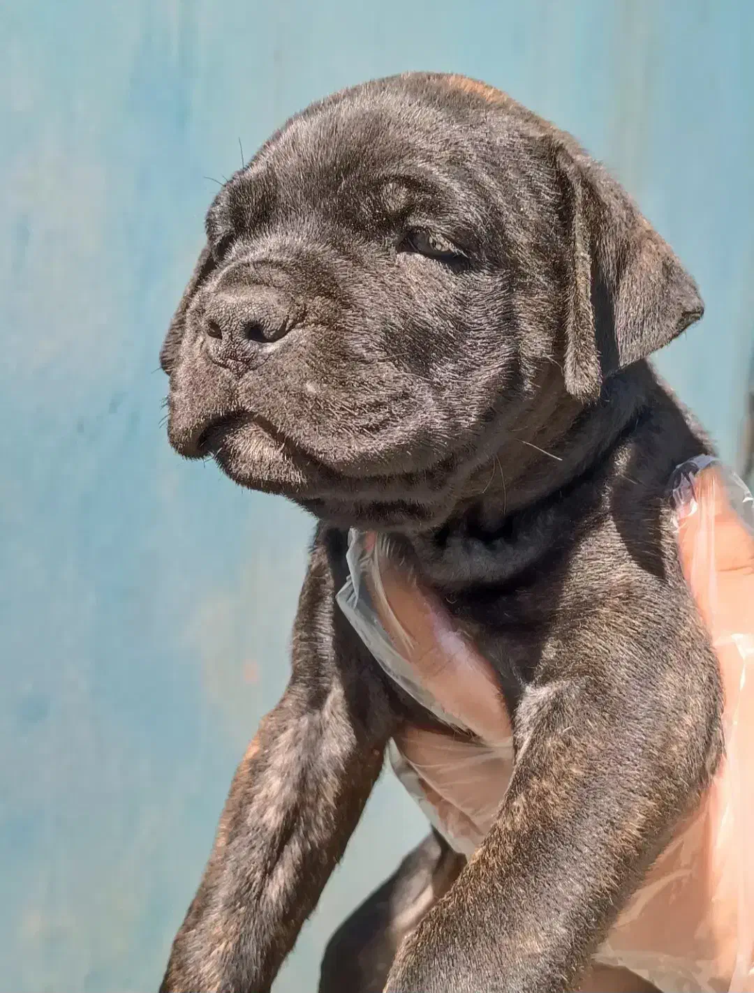 کنکورسو|سگ|شیراز, نصر|دیوار