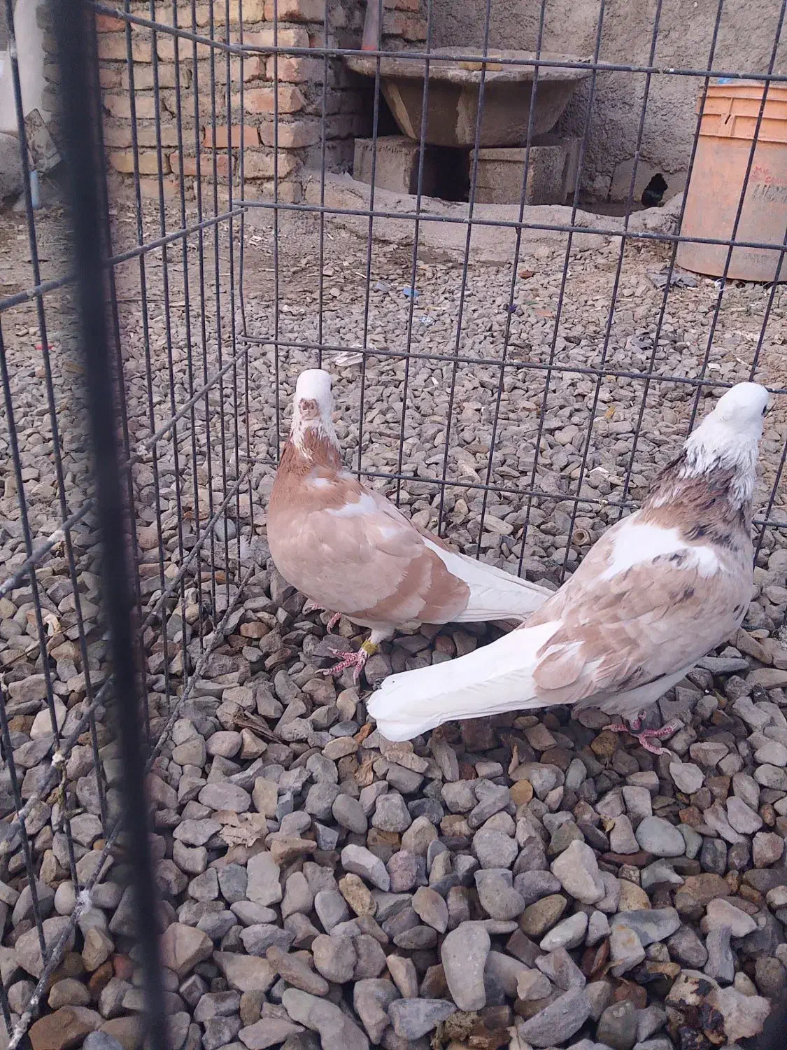 کبوتر دوتاماده شازده وزرد|پرنده|خاوران, |دیوار