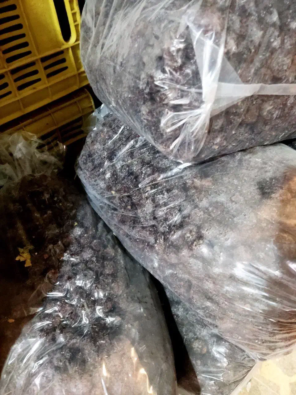 آلوچه سیاه مراغه|خوردنی و آشامیدنی|سراجو, |دیوار