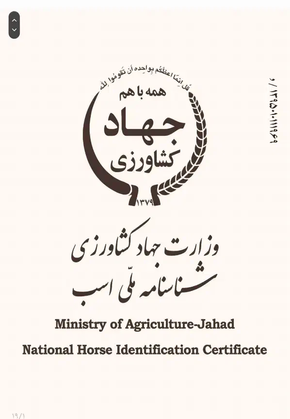 اسب مادیان کره سهراب جعفری قیمت استثنایی|اسب و تجهیزات اسب‌سواری|کرمانشاه, |دیوار
