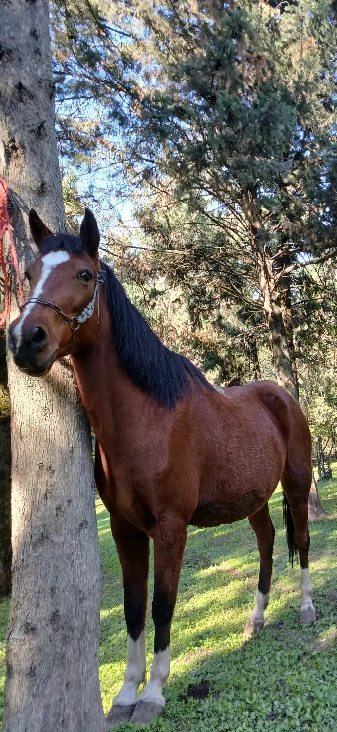 اسب مادیان با کورع یابو|اسب و تجهیزات اسبسواری|گرگان, |دیوار