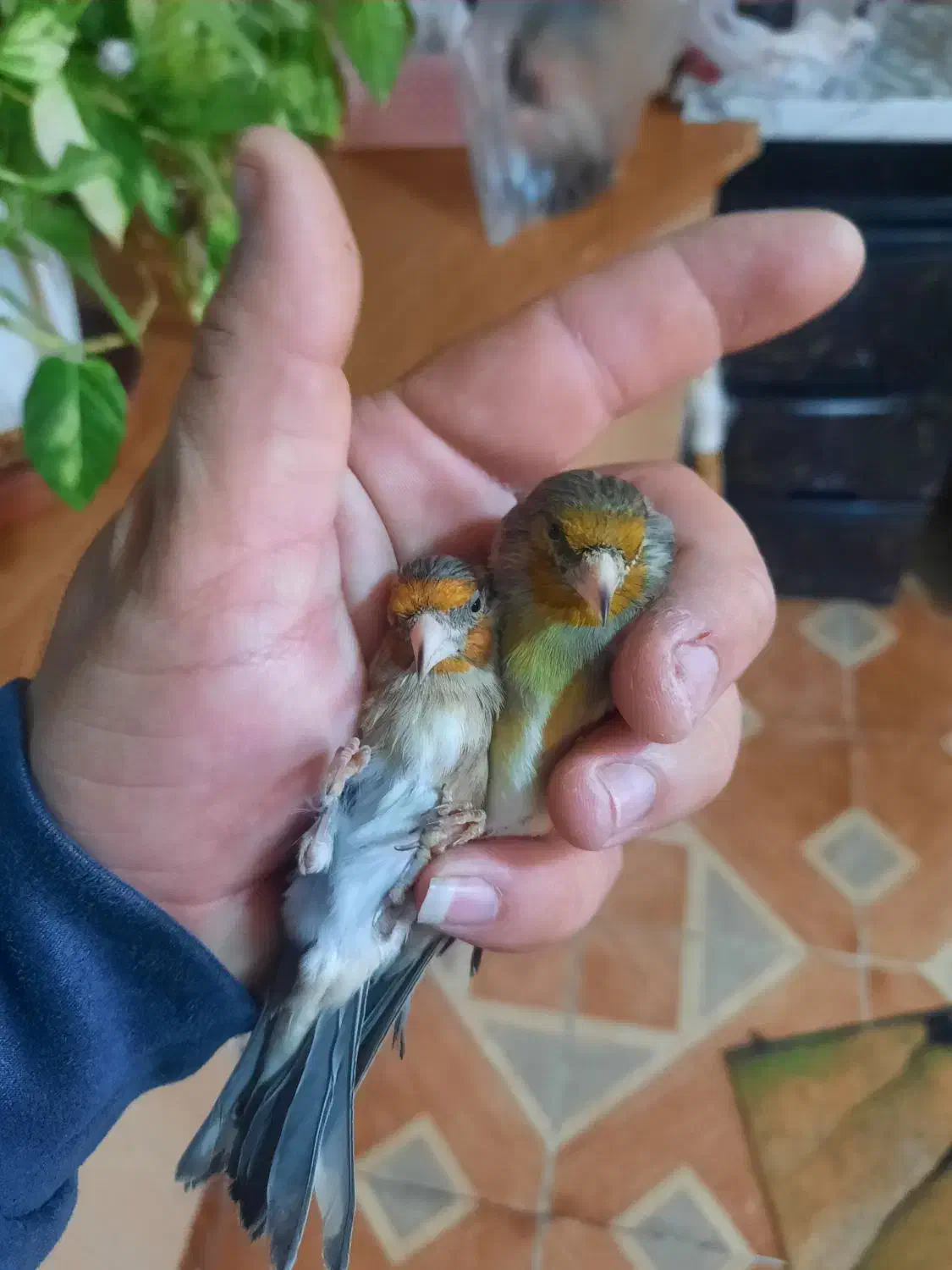 دو عدد سهره قناری دهن سهره لر سلیمانی|پرنده|تهران, چیتگر جنوبی|دیوار