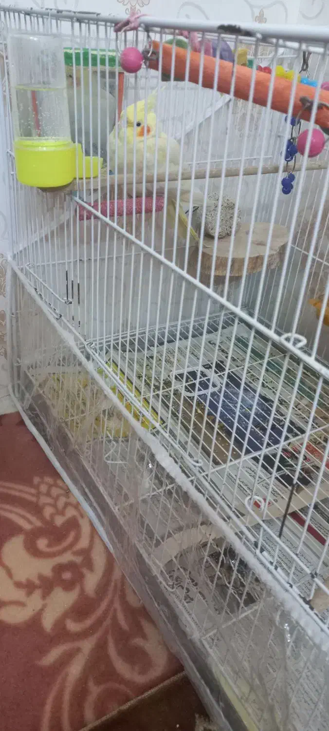 عروس هلندی ماده آماده|پرنده|مشهد, شهرک مطهری|دیوار