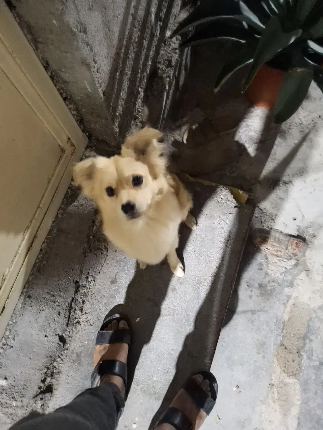 سگ اشپیز|سگ|بندرعباس, |دیوار