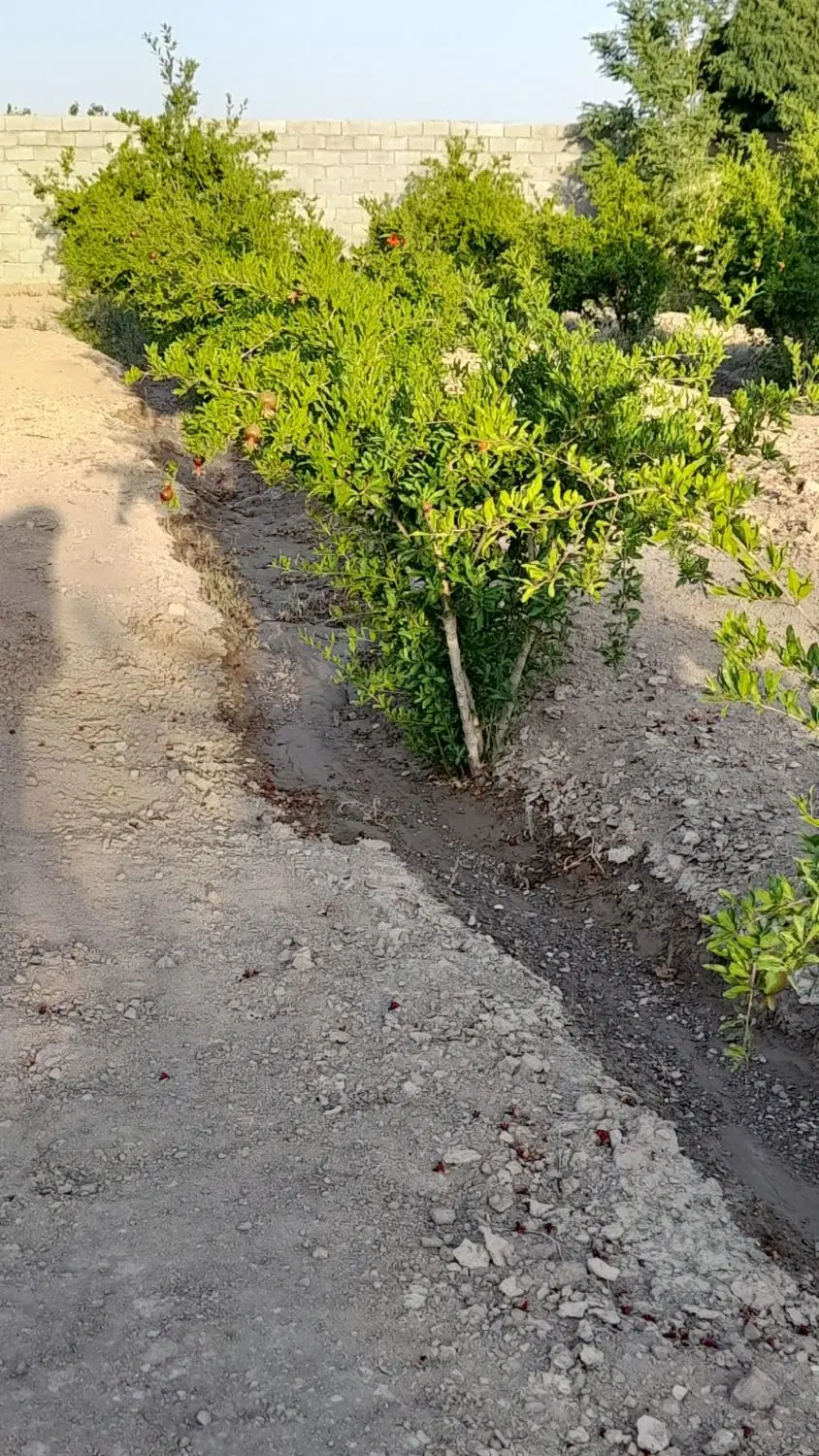 فروش باغ ۷۵۰متری - Ansicht 5