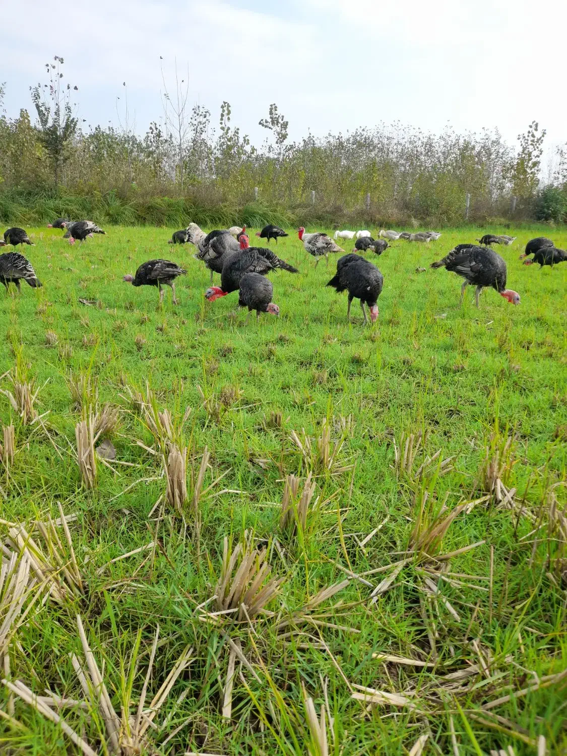 بوقلمون|حیوانات مزرعه|سنگر, |دیوار