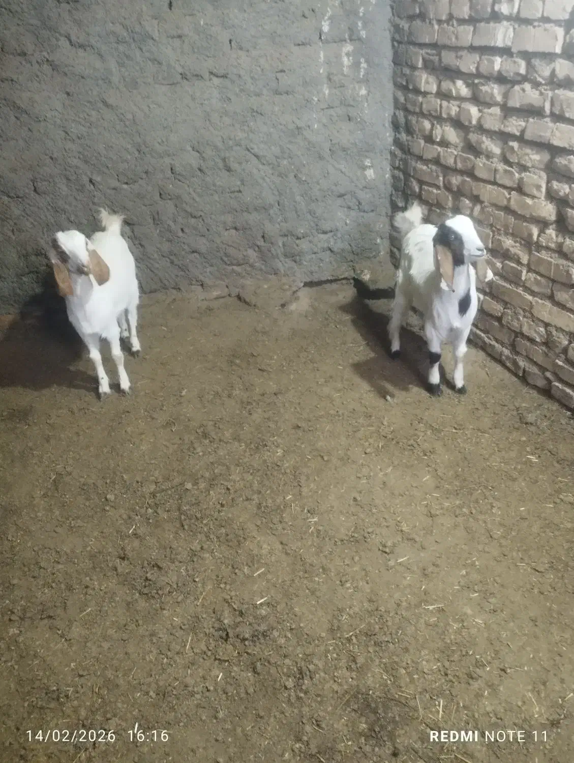 بزغاله|حیوانات مزرعه|سده (خراسان جنوبی), |دیوار