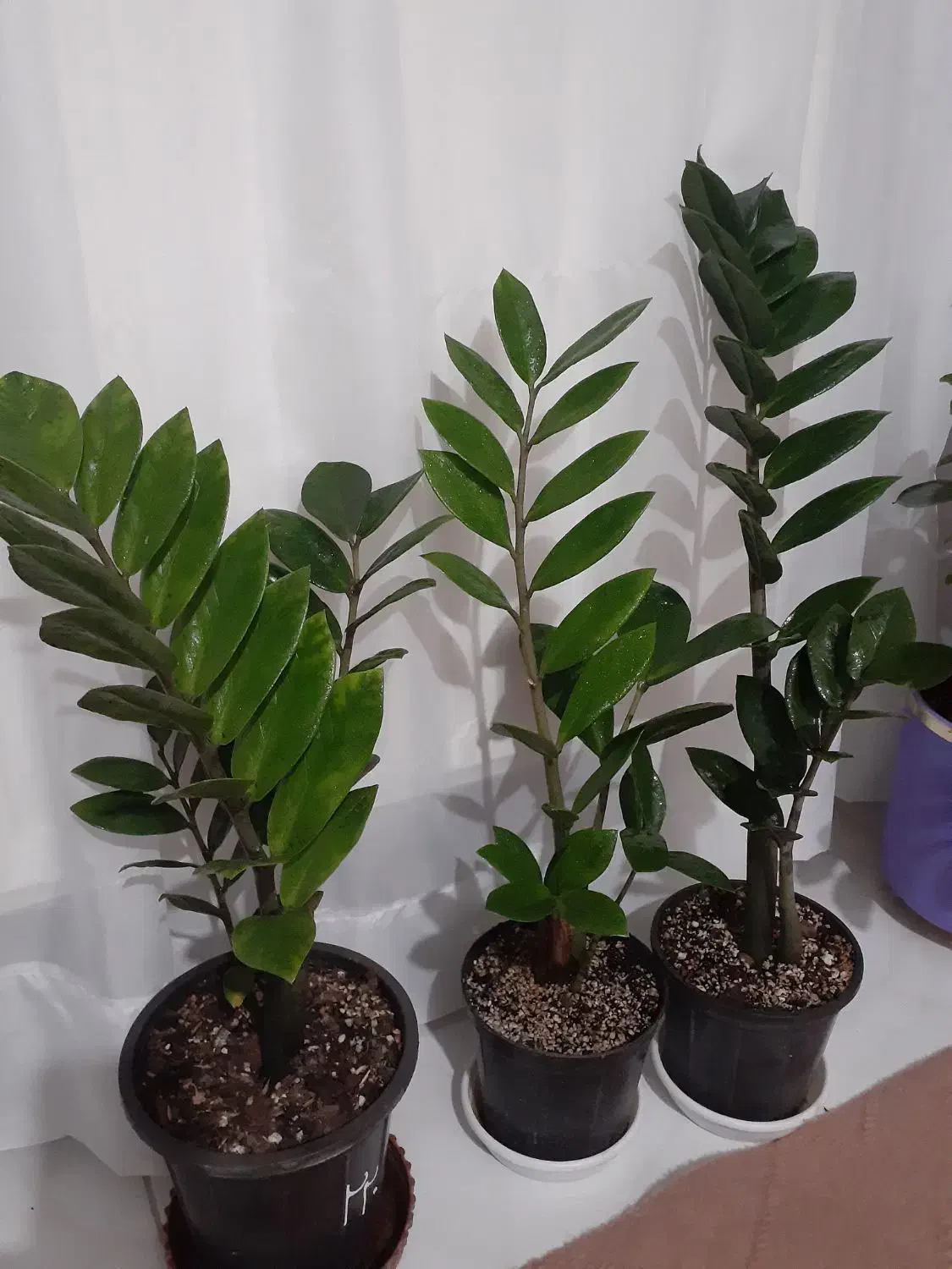 گل و گلدون و خاک و کود|گل و گیاه طبیعی|ارومیه, |دیوار