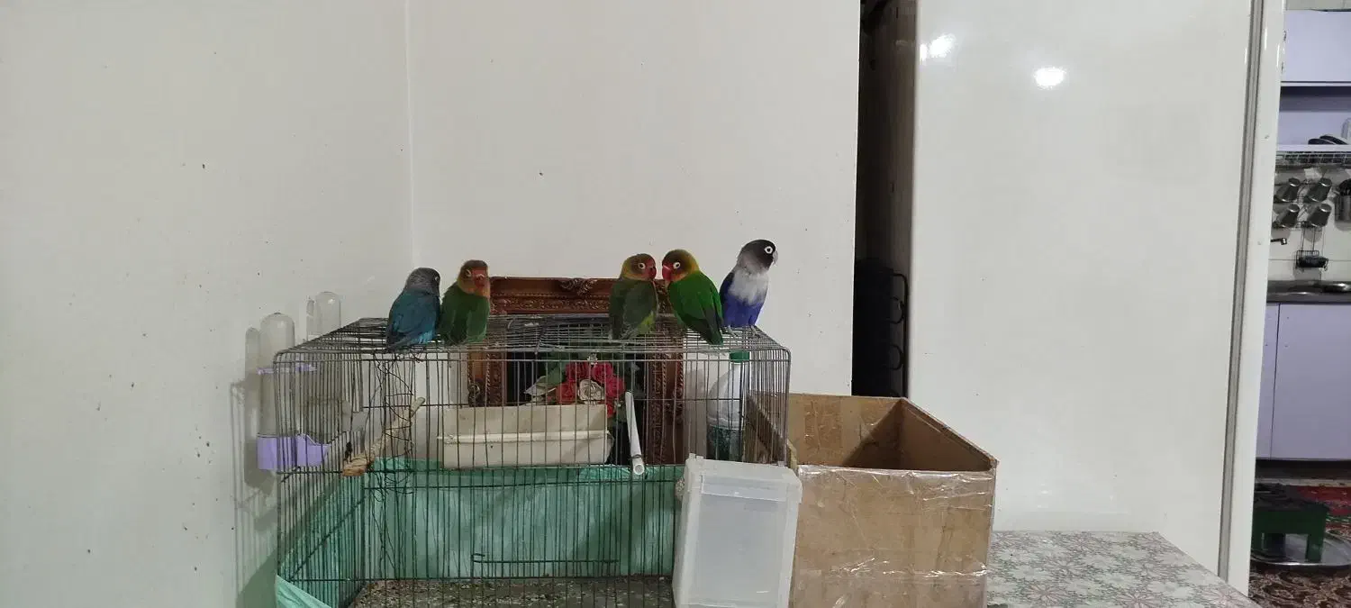 پرنده|پرنده|کوهدشت, |دیوار