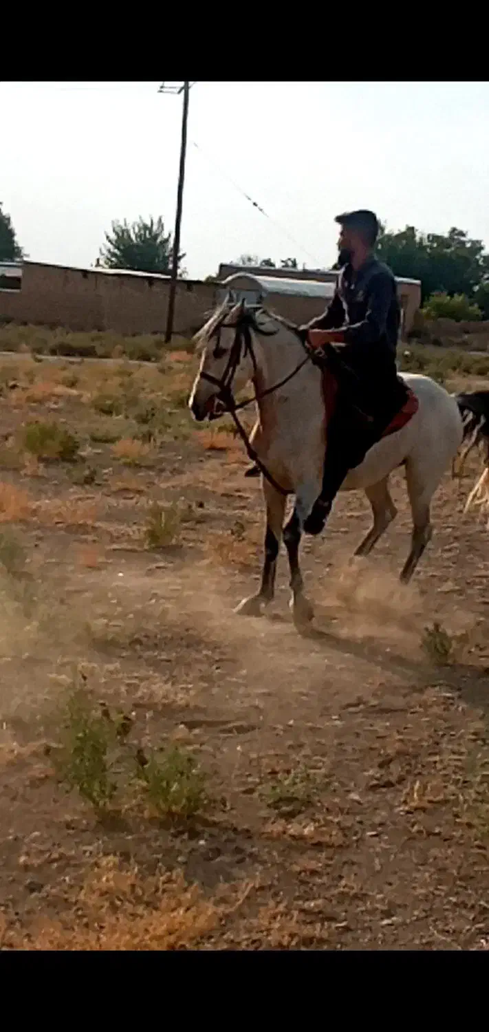 اسب کرد پر خون سواری دار|اسب و تجهیزات اسبسواری|اراک, |دیوار