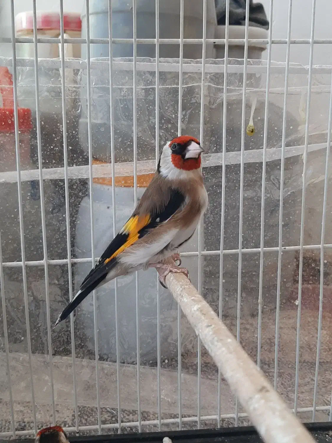 سهره معاوضه با قناری|پرنده|قوچان, |دیوار