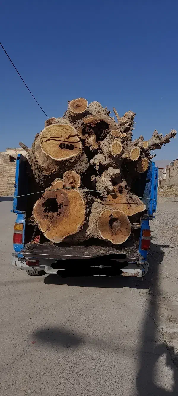 خریدهرنوع چوب|خدمات باغبانی و درختکاری|نیشابور, شهرک رسولی|دیوار
