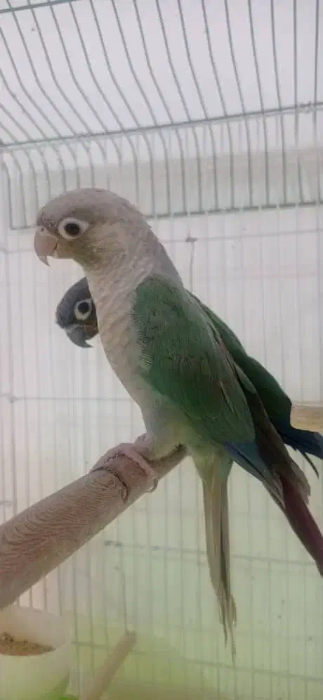 طوطی گرینچیک مولد|پرنده|کلاردشت, |دیوار