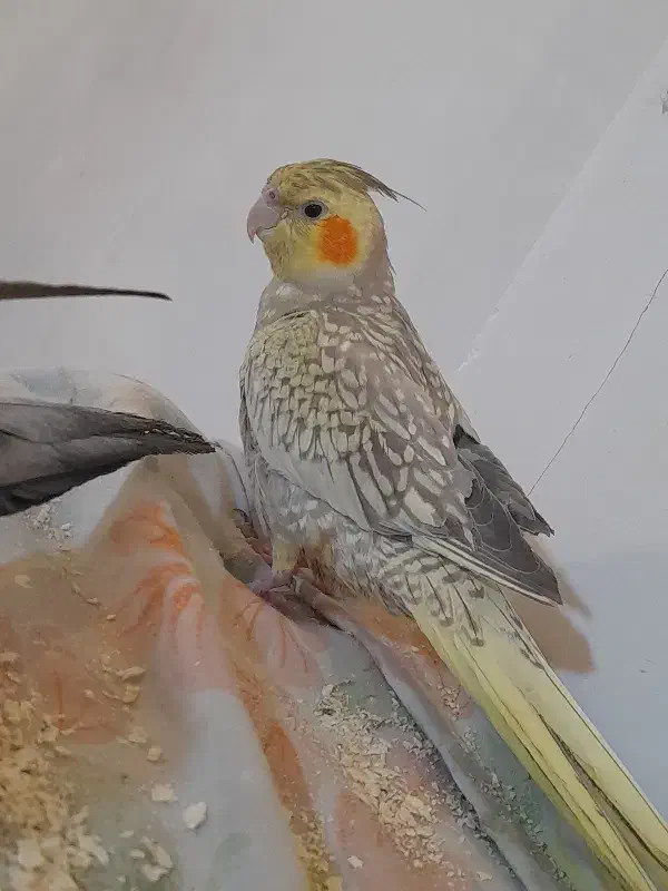 عروس هلندی مرواریدی|پرنده|بومهن, |دیوار