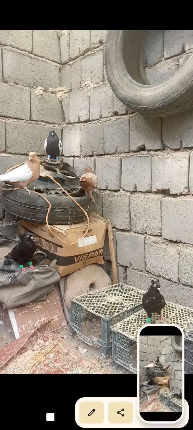 کبوتر|پرنده|رودبار (کرمان), |دیوار