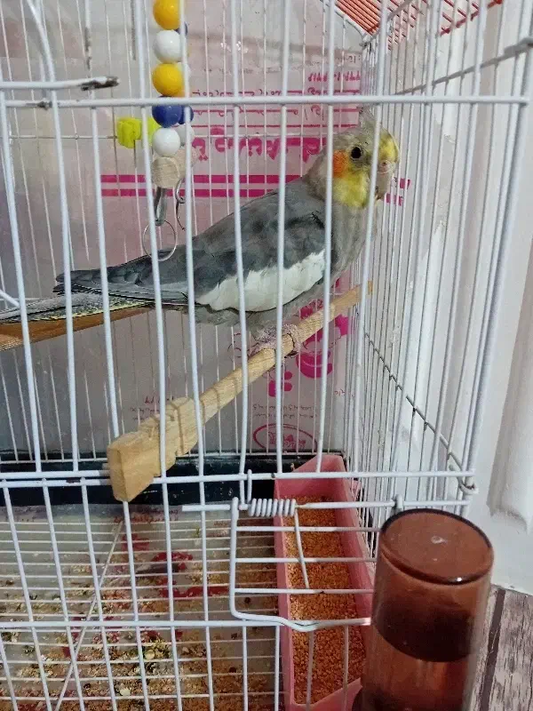 عروس هلندی|پرنده|بشاریات, |دیوار