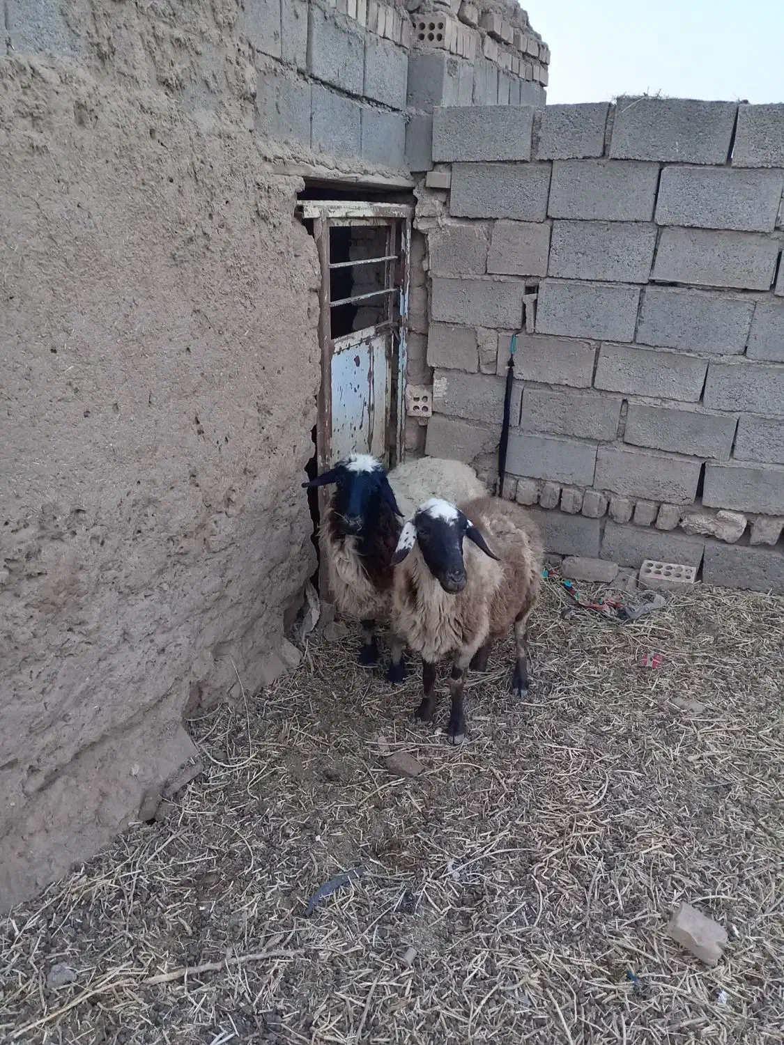 دو راس میش جوان و یک عدد بز جوان|حیوانات مزرعه|گناباد, |دیوار