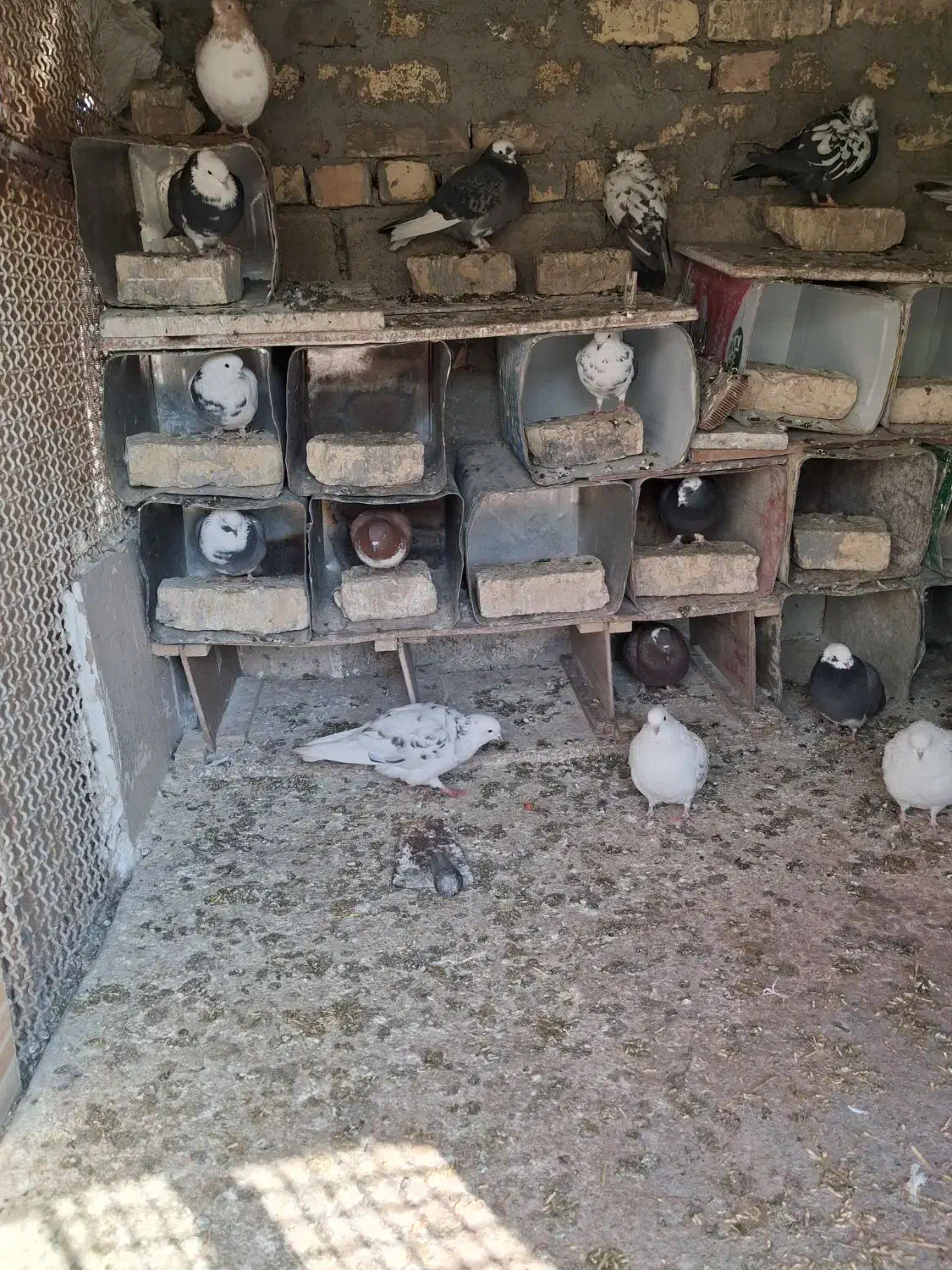 کبوتر|پرنده|فلاورجان, |دیوار