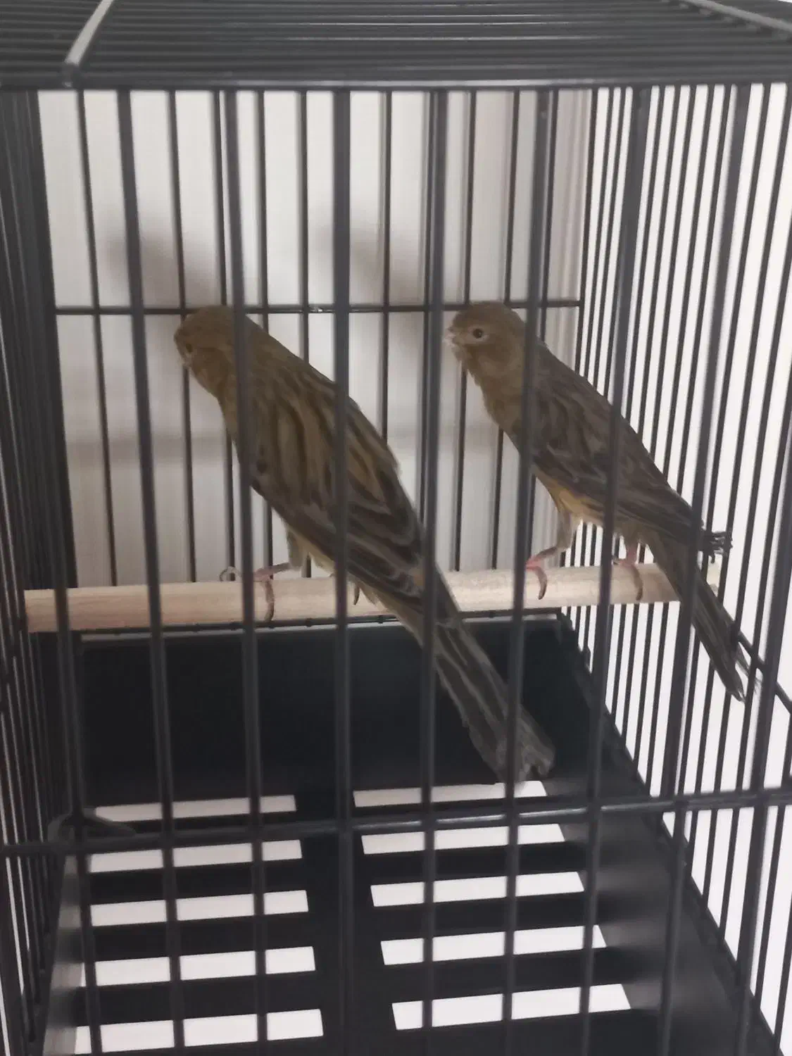 سوپری سوخته،اوپال،کبالت ،فائو جفتی،رسمی بلند|پرنده|تهران, جنت‌آباد جنوبی|دیوار