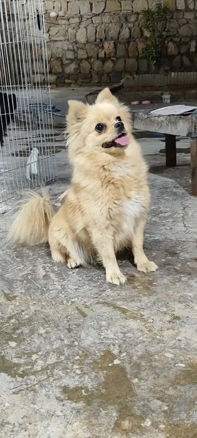 پامر|سگ|دزفول, |دیوار