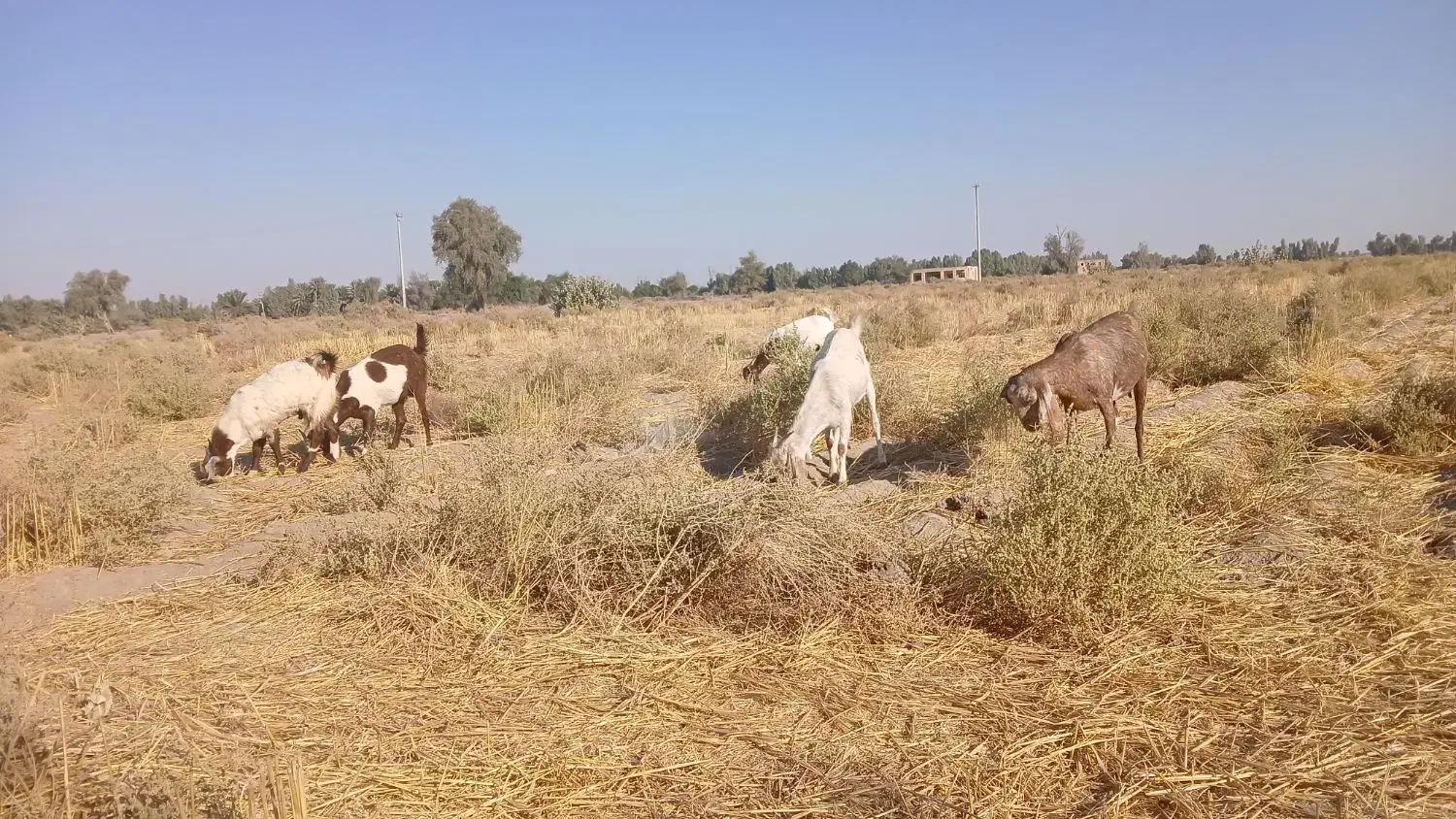 ۴ بزمنگوله دار ویک نری ۸ماهه|حیوانات مزرعه|چاه داد خدا, |دیوار
