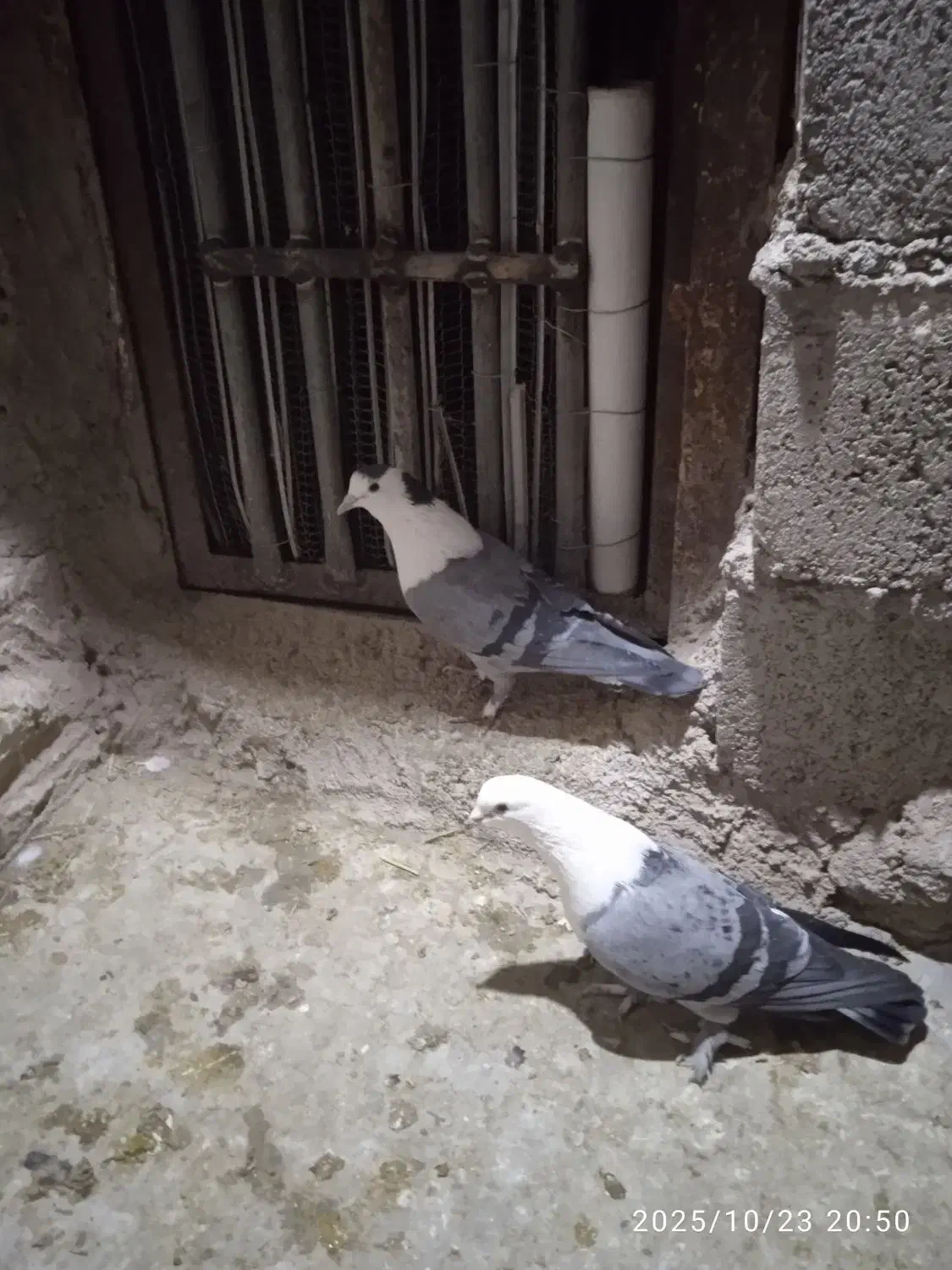 نر و ماده بدرنگ دم سفید کلایی|پرنده|ماهان, |دیوار