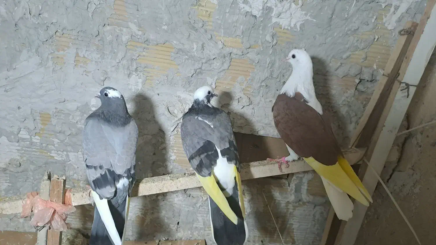 کبوتر پرشی|پرنده|رشت, کوی فکوری|دیوار