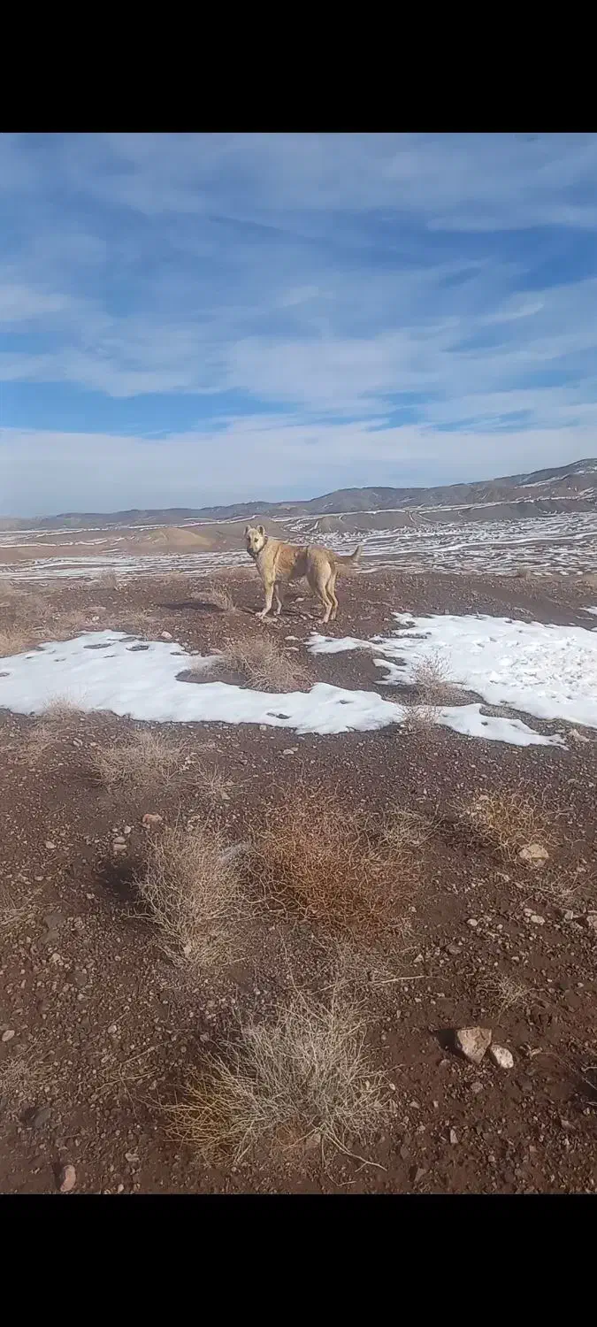 کوچی ۸ماهه|سگ|نیشابور, شهید بهشتی|دیوار