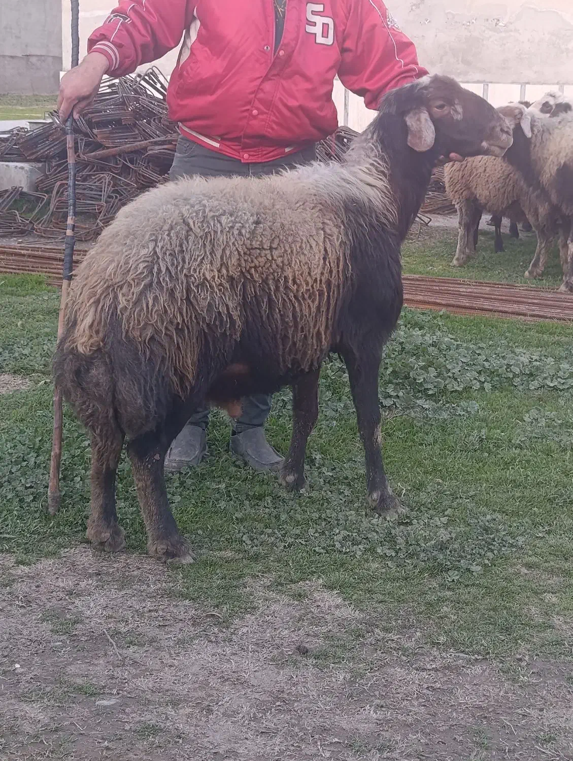 قوچ|حیوانات مزرعه|آق قلا, |دیوار