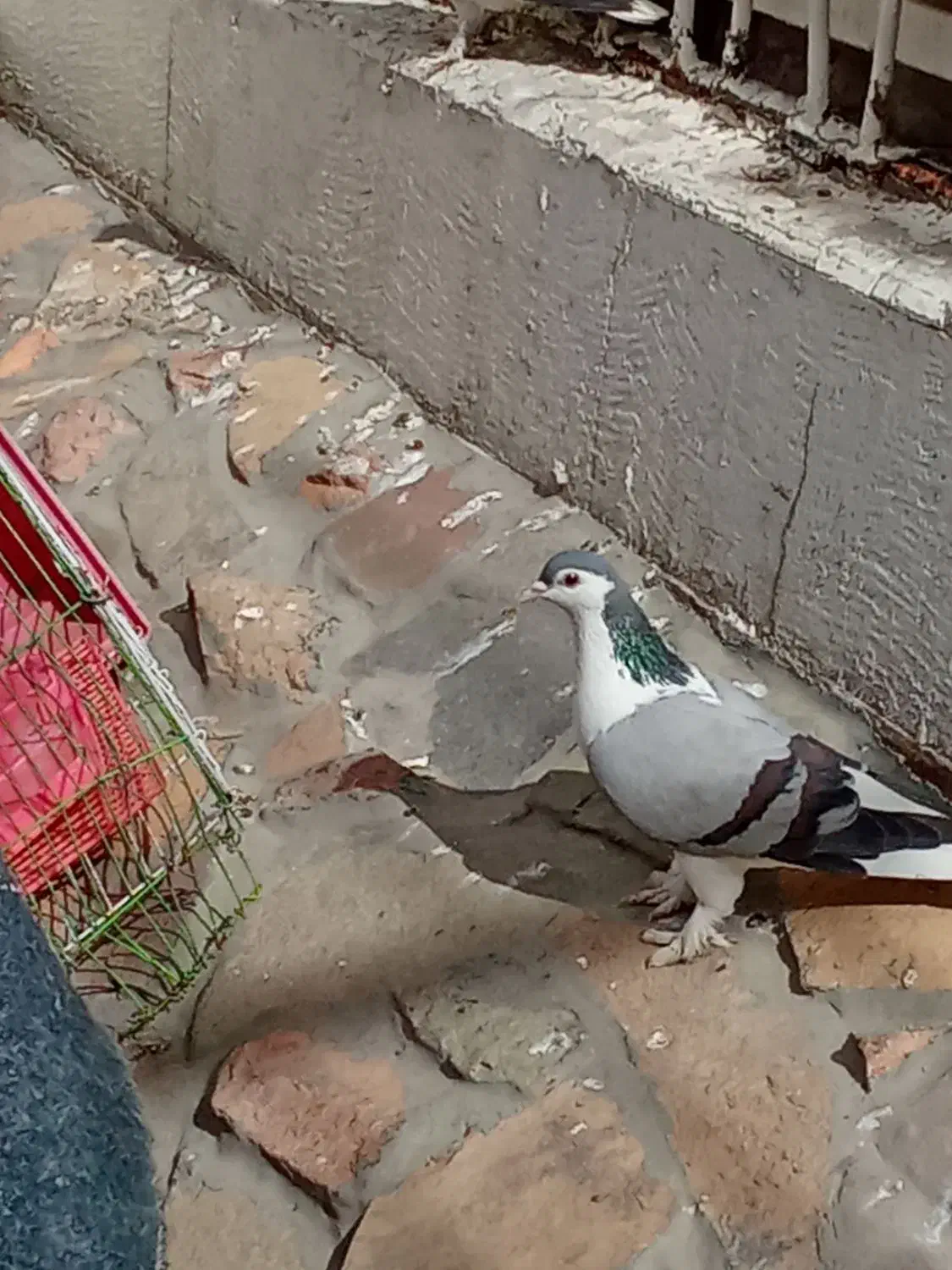 کفتر|پرنده|اصفهان, شاهد|دیوار