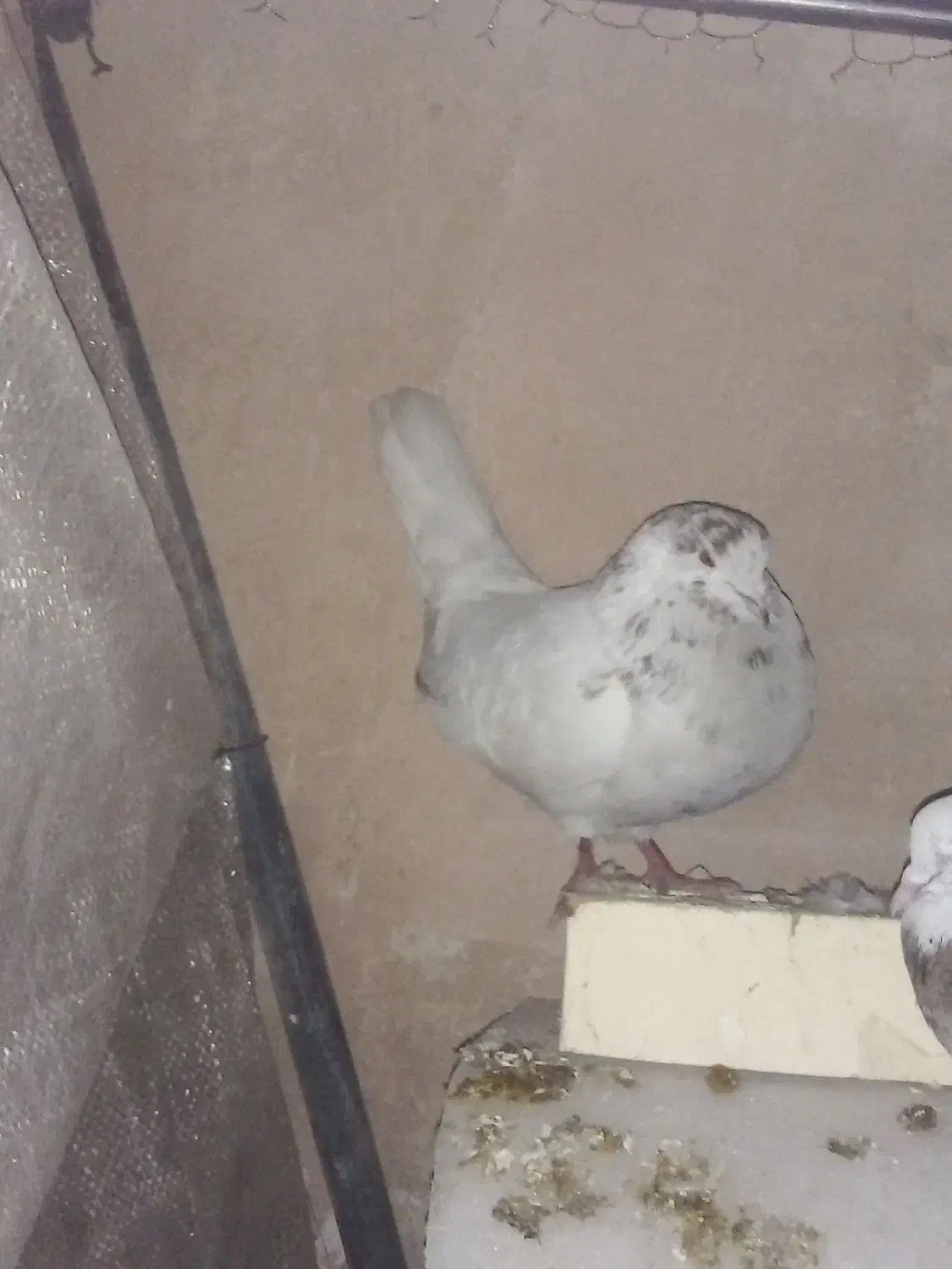 کفتر|پرنده|اصفهان, دارک|دیوار