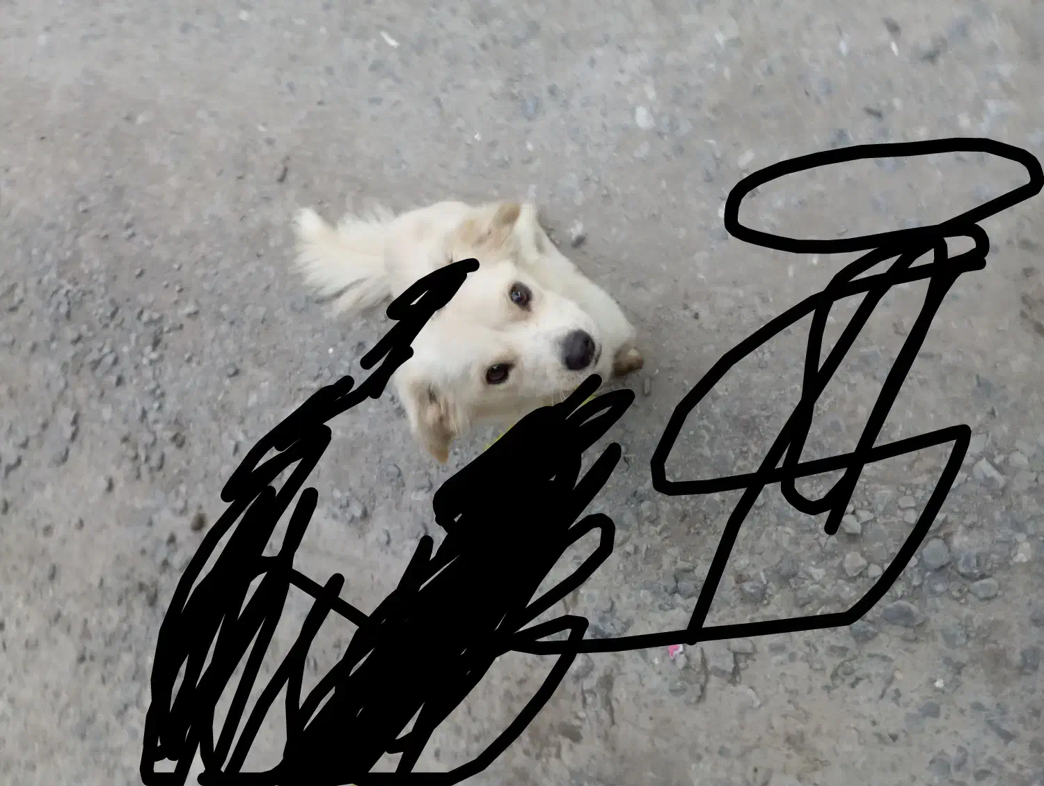 واگذاری سگ پامر|سگ|چمستان, |دیوار