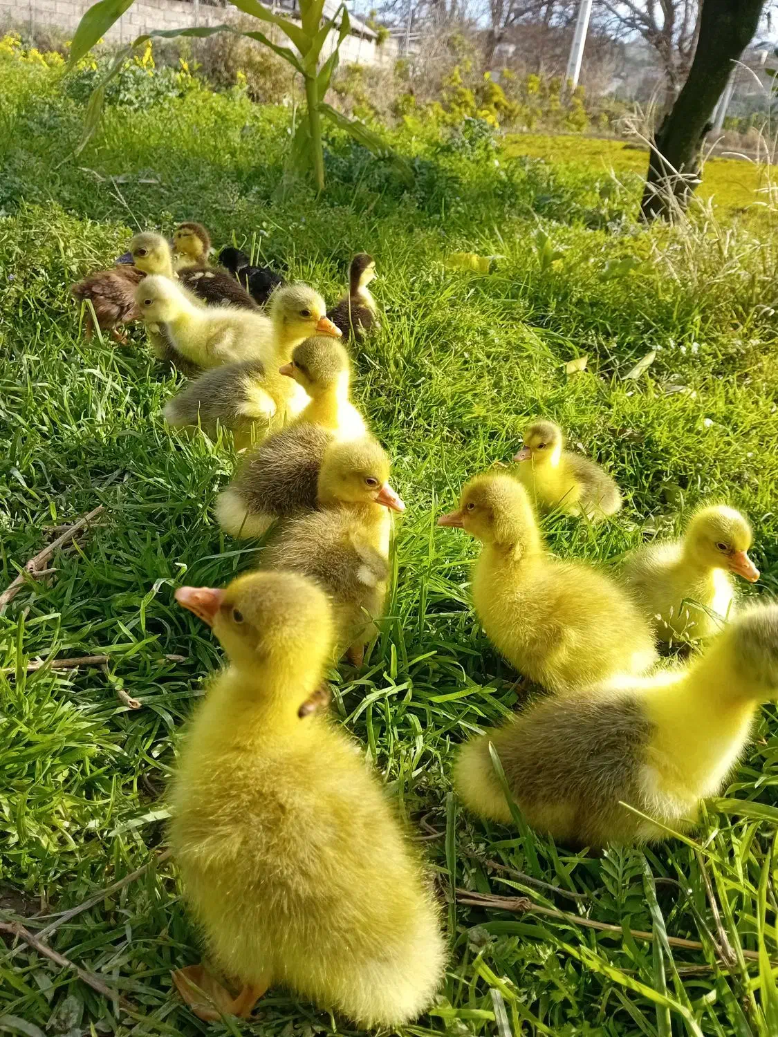 جوجه غاز چن روزه تعداد۱۰عدد موجوده|حیوانات مزرعه|قائم‌شهر, |دیوار