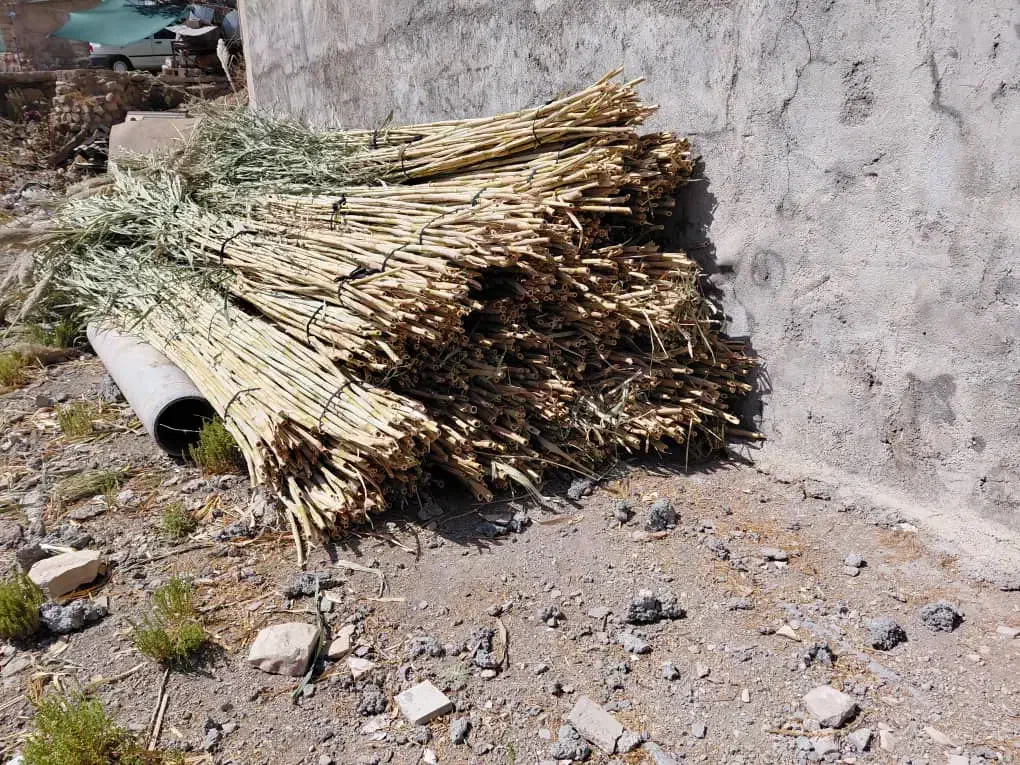 فروش نی|گل و گیاه طبیعی|آبدانان, |دیوار